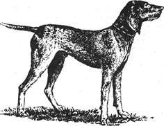 Bookreader - instruirea și instruirea câinilor de vânătoare (oberlander g