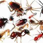 Боротьба з комахами на дачі недорого і ефективно