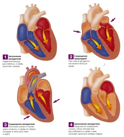 Ciclul cardiac al fazei ciclului cardiac