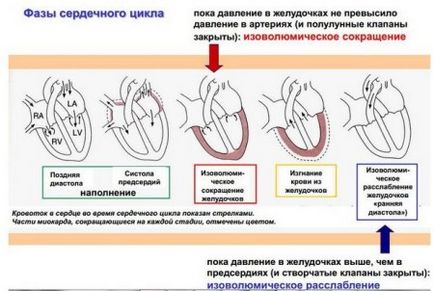 Ciclul cardiac al fazei ciclului cardiac