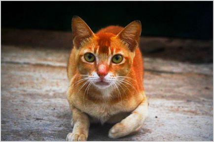 Ceylon pisici fotografii și videoclipuri, preț, descrierea rasei, natura