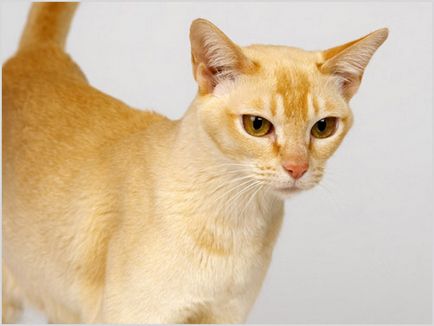 Цейлонська кішка фото і відео, ціна, опис породи, характер