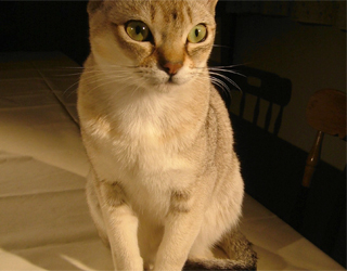 Цейлонська кішка характер і опис, кіт і кішка