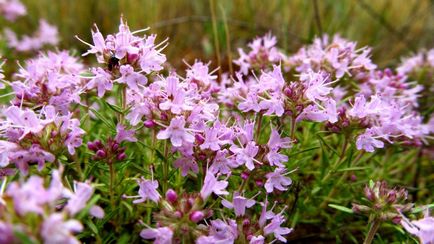 Thymus proprietatile medicinale si contraindicatii pentru plante