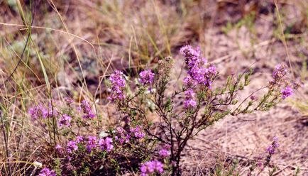 Thymus proprietatile medicinale si contraindicatii pentru plante