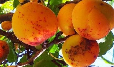 Чим може хворіти абрикос і як лікувати вірусні та грибкові захворювання