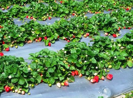 Ce trebuie să știți atunci când plantați căpșuni sub material de acoperire