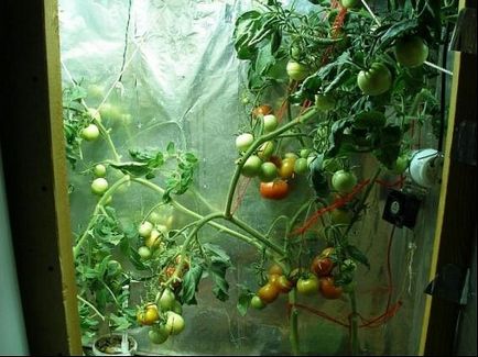 Ce este growbox cum să cresc plantele în crescătorie?