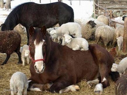 Ceea ce așteaptă caii născuți în anul 2015 - anul oilor