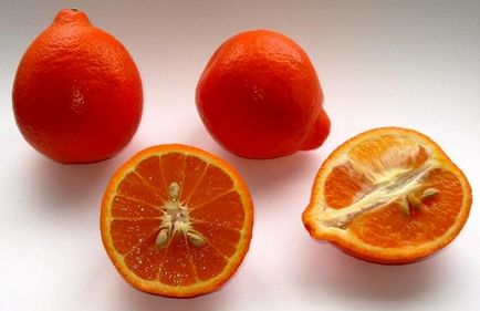 Цитрусові фрукти список назв і фото, а також властивості