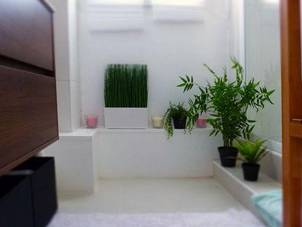 Квіти у ванній - догляд та розміщення; які рослини підходять для ванної кімнати