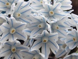 Flori Aspidistra - îngrijire la domiciliu, fotografie aspidistra și specie, plantă aspidistra -