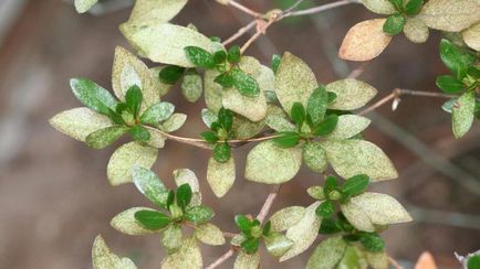 Îngrijirea florilor de azalee la domiciliu, fotografie, transplant