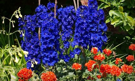 Delphinium în vila design - dacha vieneză