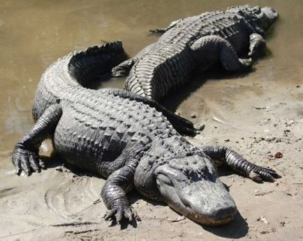 Cele zece animale cele mai periculoase ale pământului