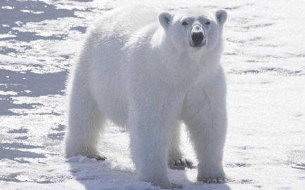 Cele zece animale cele mai periculoase ale pământului