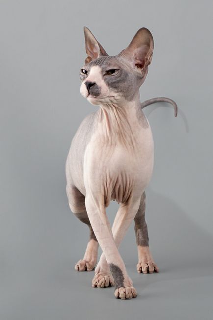 Донський сфінкс опис породи кішок, фото і відео матеріали, відгуки про породу