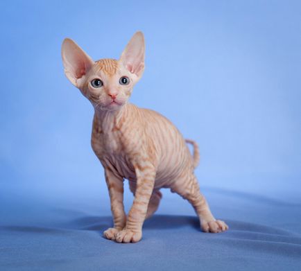 Донський сфінкс опис породи кішок, фото і відео матеріали, відгуки про породу