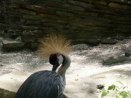 Dontourist, grădina zoologică din Rostov