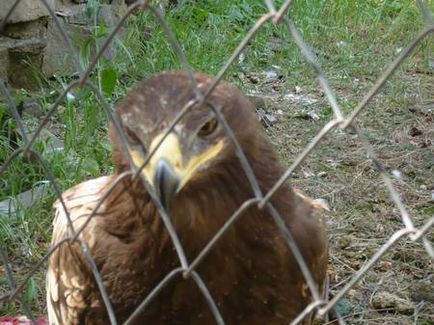 Dontourist, grădina zoologică din Rostov