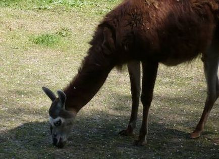 Dontourist, grădina zoologică din Rostov