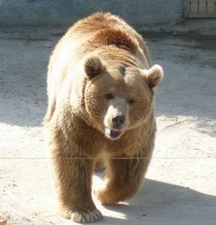 Dontourist, grădina zoologică din Rostov