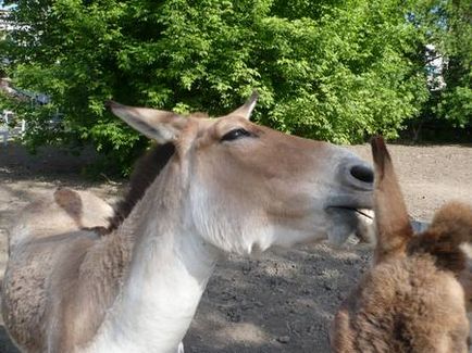 Dontourist, grădina zoologică din Rostov