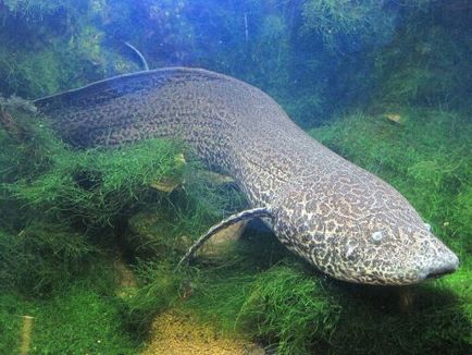 Lungfish este un pește care trăiește pe uscat