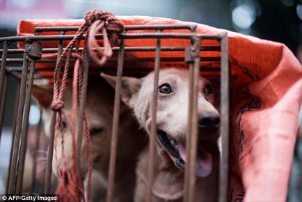 Їмо, їли і будемо їсти чому китайці не бажають відмовитися від собачого м'яса, worldlab