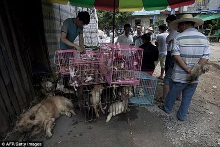 Mâncăm, mâncăm și vom mânca de ce chinezii nu vor să renunțe la carne de câine, Worldlab