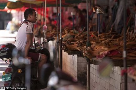Mâncăm, mâncăm și vom mânca de ce chinezii nu vor să renunțe la carne de câine, Worldlab