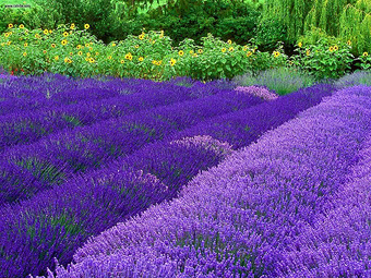 Uleiuri esentiale - ulei de lavanda