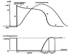 Electrofiziologie și electrografie a inimii unui câine