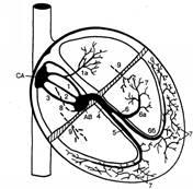 Electrofiziologie și electrografie a inimii unui câine