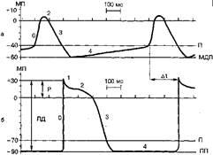 Electrofiziologie și electrografie a inimii unui câine