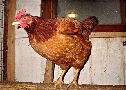 Jereván fajta csirkék - a leírás, tartalom, fotók és videók