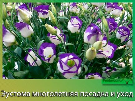 Еустома багаторічна посадка і догляд захворювання і шкідники