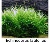 Echinodorus cultivarea echinodorului
