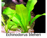 Echinodorus cultivarea echinodorului