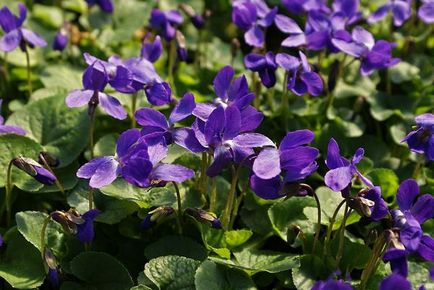 Violet cultivarea parfumat de soi de gradina