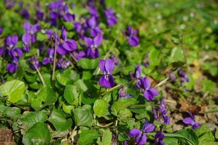 Violet cultivarea parfumat de soi de gradina