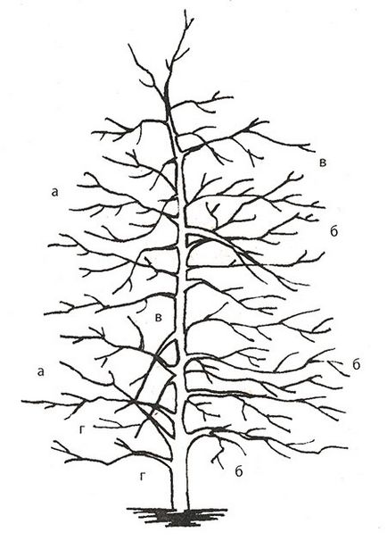 Formarea coroanei de măr