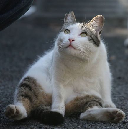 Fotografii de pisici fără adăpost din Tokyo