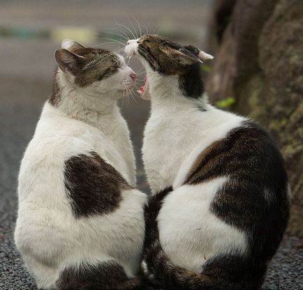 Fotografii de pisici fără adăpost din Tokyo