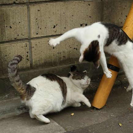 Фотографії бездомних котів токіо