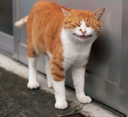 Фотографії бездомних котів токіо