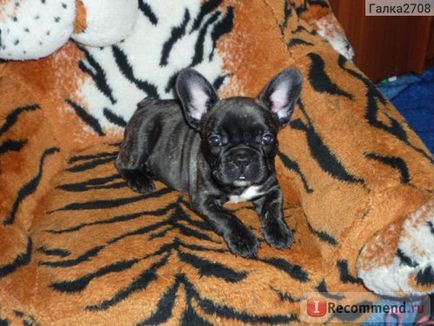 French bulldog - 