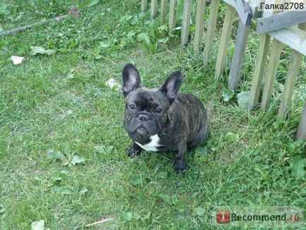 French bulldog - 