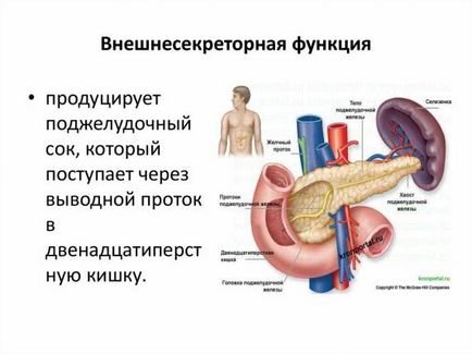 Функції підшлункової залози види, призначення