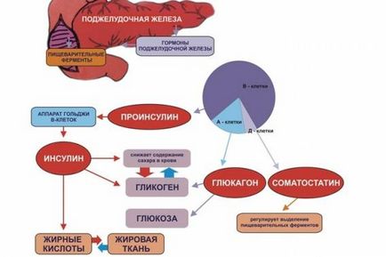 Функції підшлункової залози види, призначення